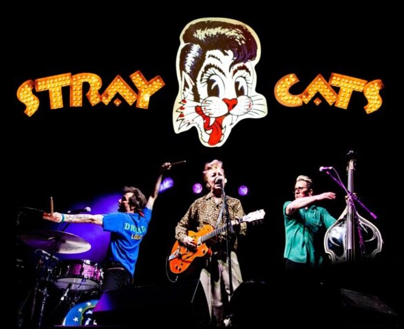 stray cats stampede